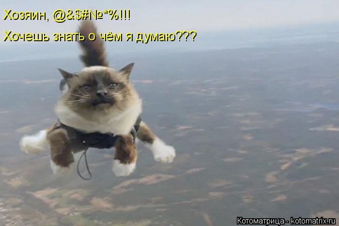 Хозяин, @&$#№*%!!! Хочешь знать о чём я думаю???... Котоматрица: Хозяин, @&$#№*%!!! Хочешь знать о чём я думаю???