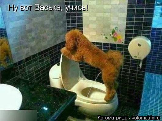 Ну вот Васька, учись!... Котоматрица: Ну вот Васька, учись!