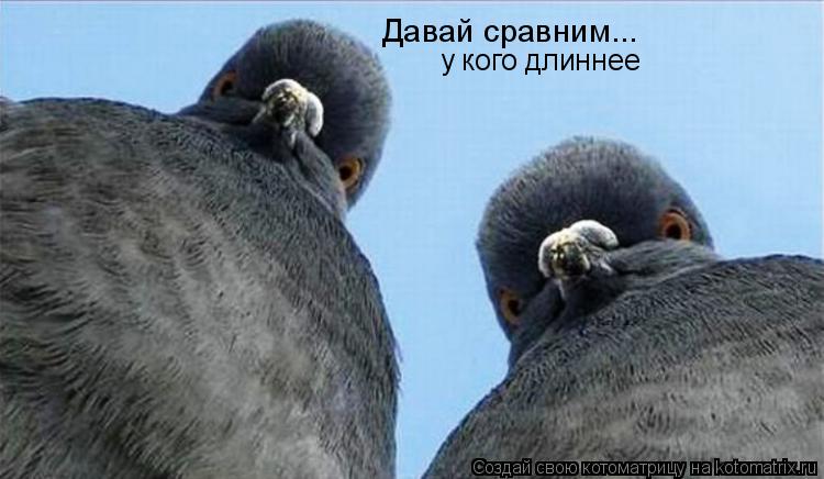 Давай сравним... у кого длиннее... Котоматрица: Давай сравним... у кого длиннее