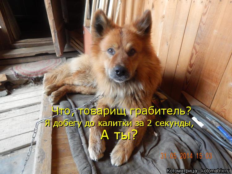 Что, товарищ грабитель? Я добегу до калитки за 2 секунды, А ты?... Котоматрица: Что, товарищ грабитель? Я добегу до калитки за 2 секунды, А ты?