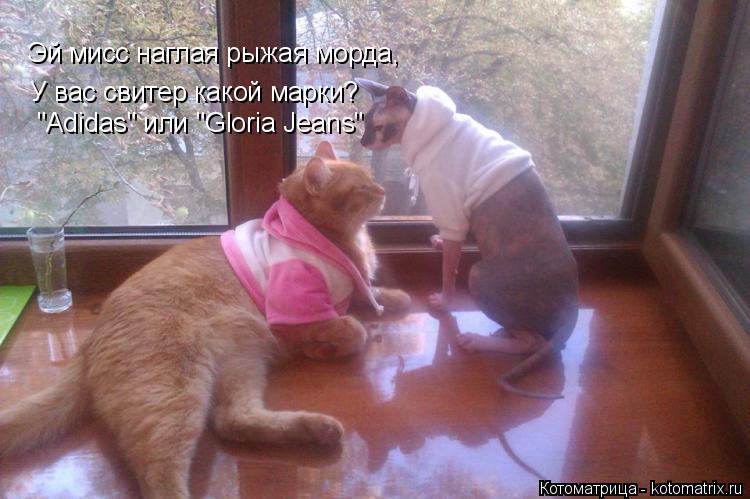 Эй мисс наглая рыжая морда, У вас свитер какой марки? "Adidas" или "Gloria Jeans"... Котоматрица: Эй мисс наглая рыжая морда, У вас свитер какой марки? "Adidas" или "Gloria Jeans"