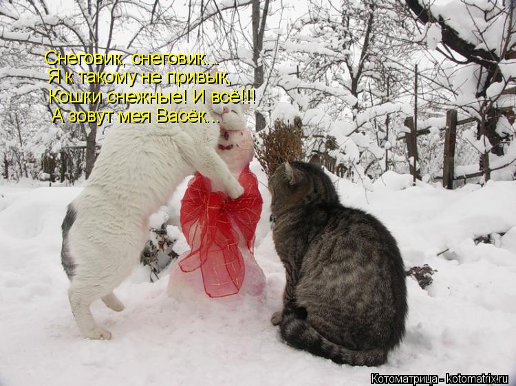 Снеговик, снеговик... Я к такому не привык, Кошки снежные! И всё!!! А зовут мея Васёк...... Котоматрица: Снеговик, снеговик... Я к такому не привык, Кошки снежные! И всё!!! А зовут мея Васёк...