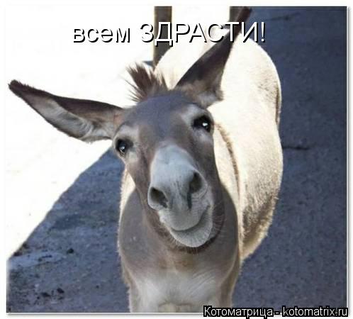 всем ЗДРАСТИ!... Котоматрица: всем ЗДРАСТИ!
