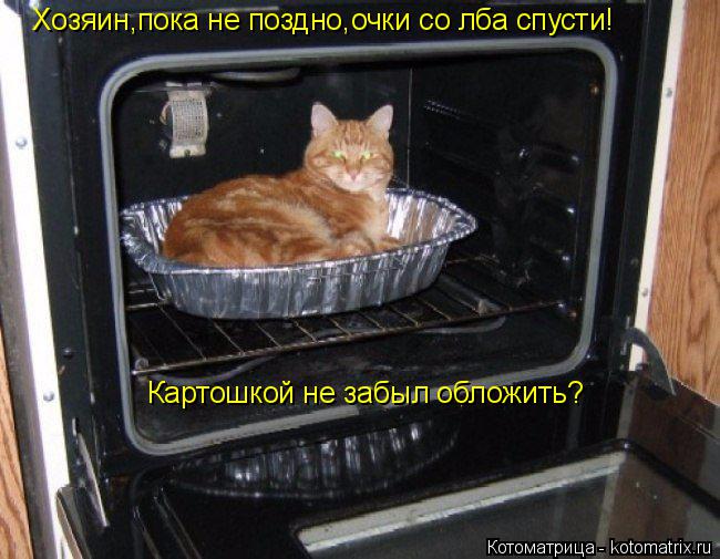 Хозяин,пока не поздно,очки со лба спусти! Картошкой не забыл обложить?... Котоматрица: Хозяин,пока не поздно,очки со лба спусти! Картошкой не забыл обложить?