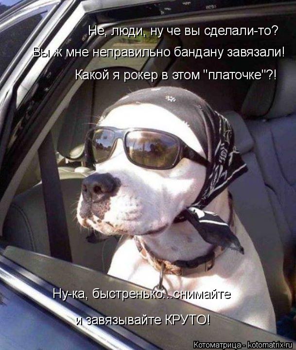 Не, люди, ну че вы сделали-то? Вы ж мне неправильно бандану завязали! Какой я рокер в этом "платочке... Котоматрица: Не, люди, ну че вы сделали-то? Вы ж мне неправильно бандану завязали! Какой я рокер в этом "платочке"?! Ну-ка, быстренько...снимайте и завязывай