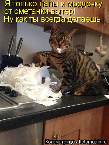 Я только лапы и мордочку от сметанки вытер! Ну как ты всегда делаешь... Котоматрица: Я только лапы и мордочку от сметанки вытер! Ну как ты всегда делаешь