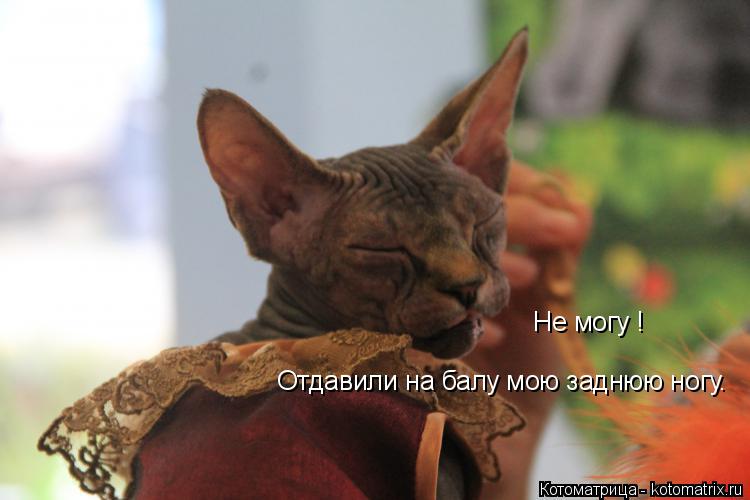 Не могу ! Отдавили на балу мою заднюю ногу.... Котоматрица: Не могу ! Отдавили на балу мою заднюю ногу.