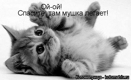 Ой-ой! Спасите: там мушка летает!... Котоматрица: Ой-ой! Спасите: там мушка летает!