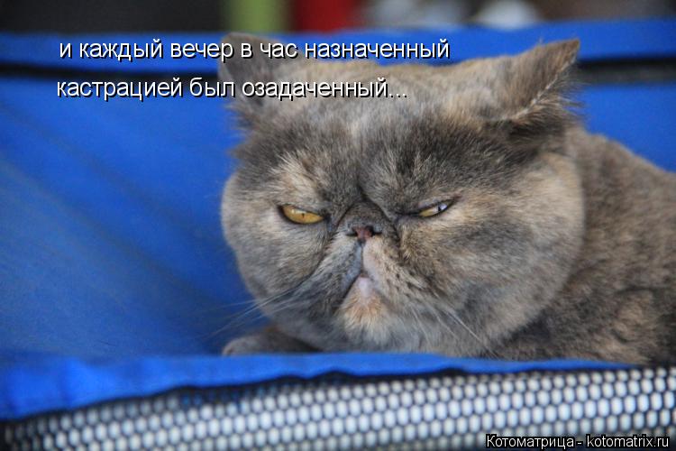и каждый вечер в час назначенный кастрацией был озадаченный...... Котоматрица: и каждый вечер в час назначенный кастрацией был озадаченный...