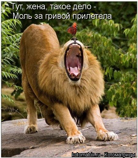 Тут, жена, такое дело - Моль за гривой прилетела... Котоматрица: Тут, жена, такое дело - Моль за гривой прилетела