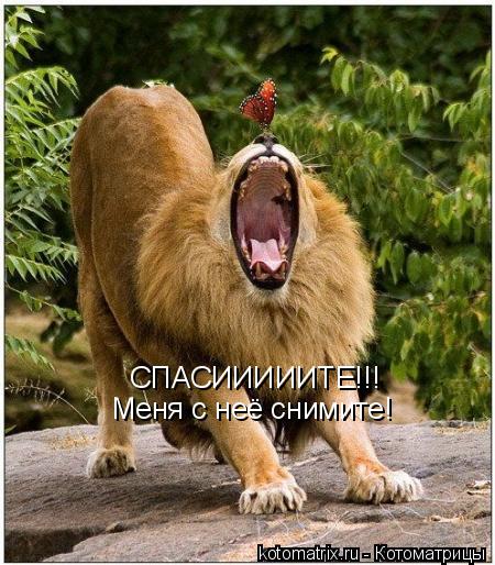 СПАСИИИИИТЕ!!! Меня с неё снимите!... Котоматрица: СПАСИИИИИТЕ!!! Меня с неё снимите!
