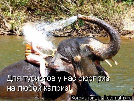 Для туристов у нас сюрприз на любой каприз!... Котоматрица: Для туристов у нас сюрприз на любой каприз!