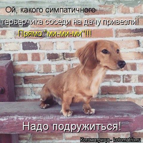Ой, какого симпатичного терьерчика соседи на дачу привезли! Прямо "ми-ми-ми"!!! Надо подружиться!... Котоматрица: Ой, какого симпатичного терьерчика соседи на дачу привезли! Прямо "ми-ми-ми"!!! Надо подружиться!