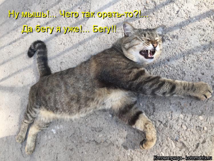 Ну мышь!... Чего так орать-то?!... Да бегу я уже!... Бегу!!... Котоматрица: Ну мышь!... Чего так орать-то?!... Да бегу я уже!... Бегу!!