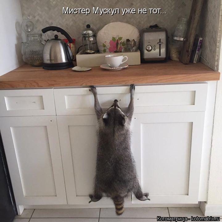 Мистер Мускул уже не тот...... Котоматрица: Мистер Мускул уже не тот...