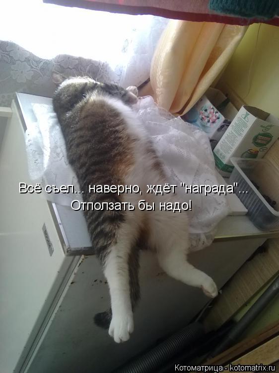 Всё съел... наверно, ждёт "награда"... Отползать бы надо!... Котоматрица: Всё съел... наверно, ждёт "награда"... Отползать бы надо!