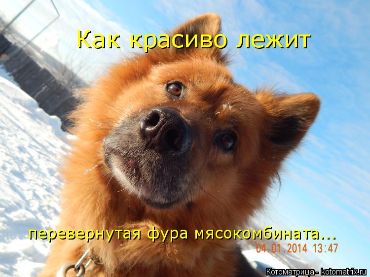 Как красиво лежит перевернутая фура мясокомбината...... Котоматрица: Как красиво лежит перевернутая фура мясокомбината...