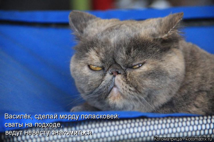 Василёк, сделай морду поласковей: сваты на подходе, ведут невесту знакомиться... Котоматрица: Василёк, сделай морду поласковей: сваты на подходе, ведут невесту знакомиться