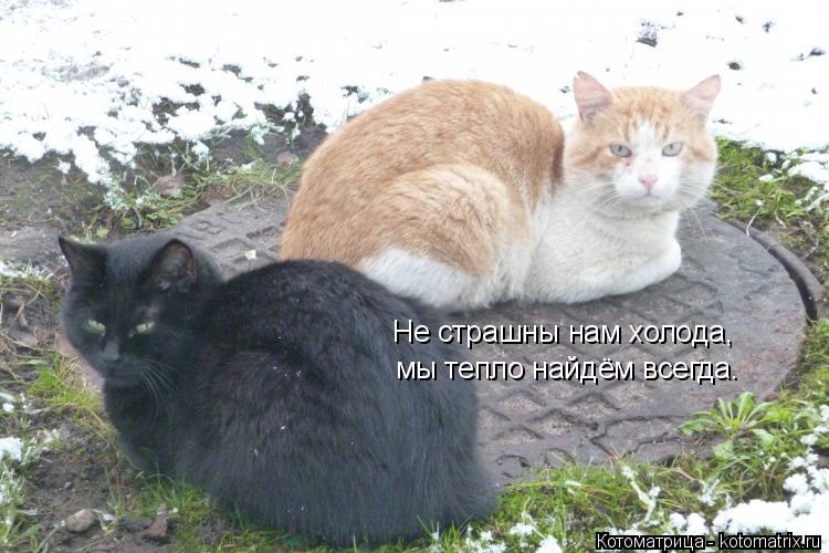 Не страшны нам холода, мы тепло найдём всегда.... Котоматрица: Не страшны нам холода, мы тепло найдём всегда.