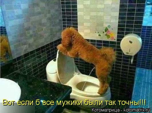 Вот если б все мужики были так точны!!!... Котоматрица: Вот если б все мужики были так точны!!!