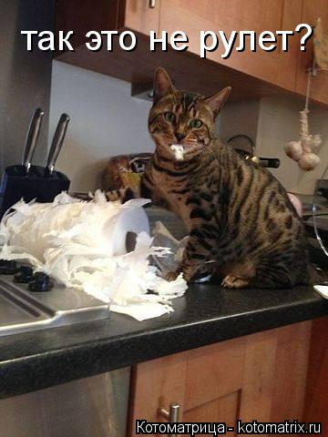 так это не рулет?... Котоматрица: так это не рулет?