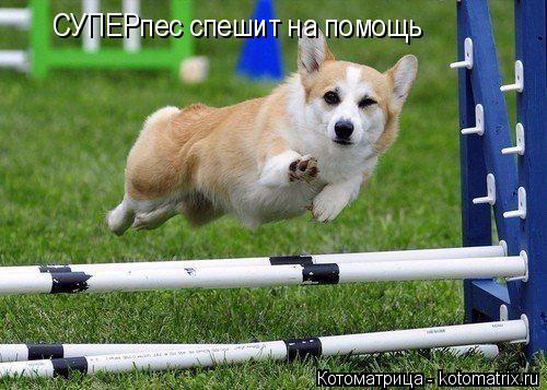 СУПЕРпес спешит на помощь... Котоматрица: СУПЕРпес спешит на помощь