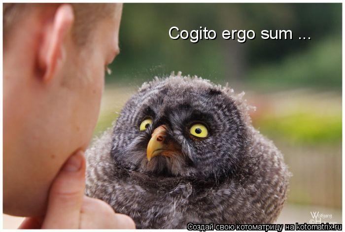 Cogito ergo sum ...... Котоматрица: Cogito ergo sum ...