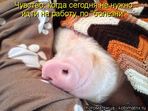 Чувство, когда сегодня не нужно идти на работу, по "болезни"... Котоматрица: Чувство, когда сегодня не нужно идти на работу, по "болезни"
