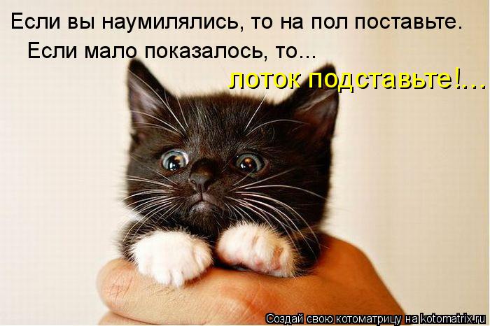 Если вы наумилялись, то на пол поставьте. Если мало показалось, то... лоток подставьте!…... Котоматрица: Если вы наумилялись, то на пол поставьте. Если мало показалось, то... лоток подставьте!…