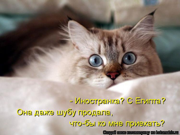 - Иностранка? С Египта? Она даже шубу продала, что-бы ко мне приехать?... Котоматрица: - Иностранка? С Египта? Она даже шубу продала, что-бы ко мне приехать?