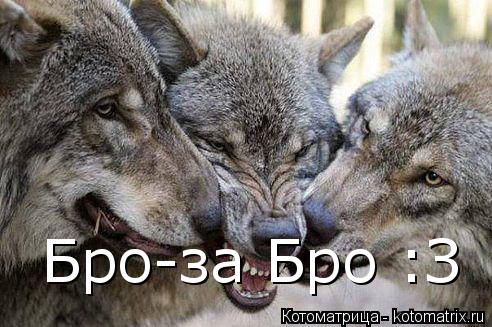 Бро-за Бро :З... Котоматрица: Бро-за Бро :З