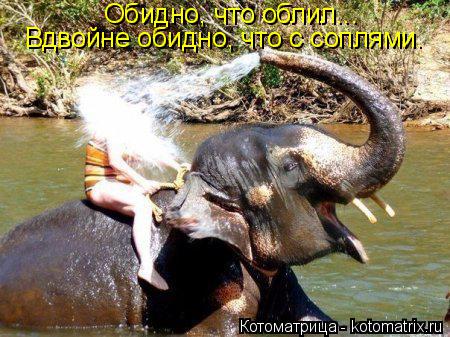 Обидно, что облил... Вдвойне обидно, что с соплями.... Котоматрица: Обидно, что облил... Вдвойне обидно, что с соплями.