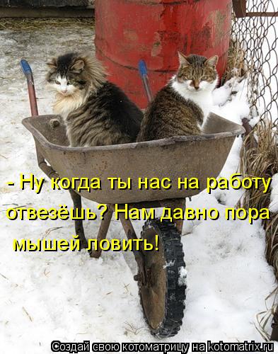 - Ну когда ты нас на работу отвезёшь? Нам давно пора мышей ловить!... Котоматрица: - Ну когда ты нас на работу отвезёшь? Нам давно пора мышей ловить!