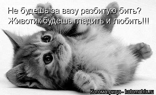 Не будешь за вазу разбитую бить? Животик будешь гладить и любить!!!... Котоматрица: Не будешь за вазу разбитую бить? Животик будешь гладить и любить!!!