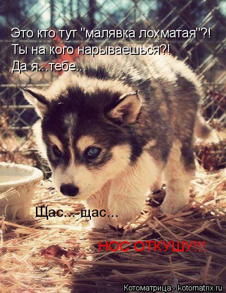 Это кто тут "малявка лохматая"?! Ты на кого нарываешься?! Да я...тебе... Щас... щас... НОС ОТКУШУ!!!... Котоматрица: Это кто тут "малявка лохматая"?! Ты на кого нарываешься?! Да я...тебе... Щас... щас... НОС ОТКУШУ!!!