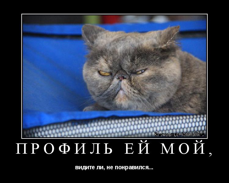ПРОФИЛЬ ЕЙ МОЙ, видите ли, не понравился...... Котоматрица: ПРОФИЛЬ ЕЙ МОЙ, видите ли, не понравился...