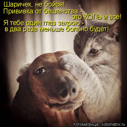 Шаричек, не бойся! Прививка от бешенства - это КОЛЬ и все! Я тебе один глаз закрою - в два раза мень... Котоматрица: Шаричек, не бойся! Прививка от бешенства - это КОЛЬ и все! Я тебе один глаз закрою - в два раза меньше больно будет!