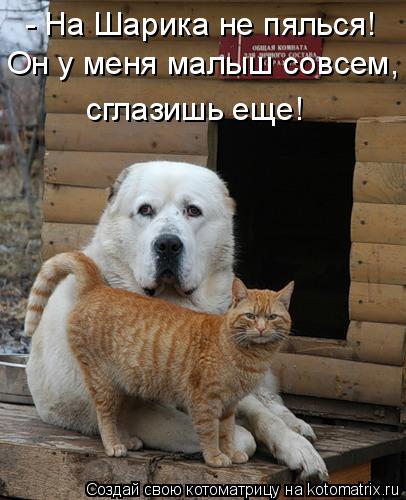 - На Шарика не пялься! Он у меня малыш совсем, сглазишь еще!... Котоматрица: - На Шарика не пялься! Он у меня малыш совсем, сглазишь еще!