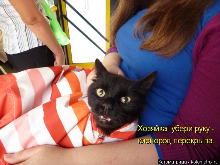 Хозяйка, убери руку - кислород перекрыла.... Котоматрица: Хозяйка, убери руку - кислород перекрыла.
