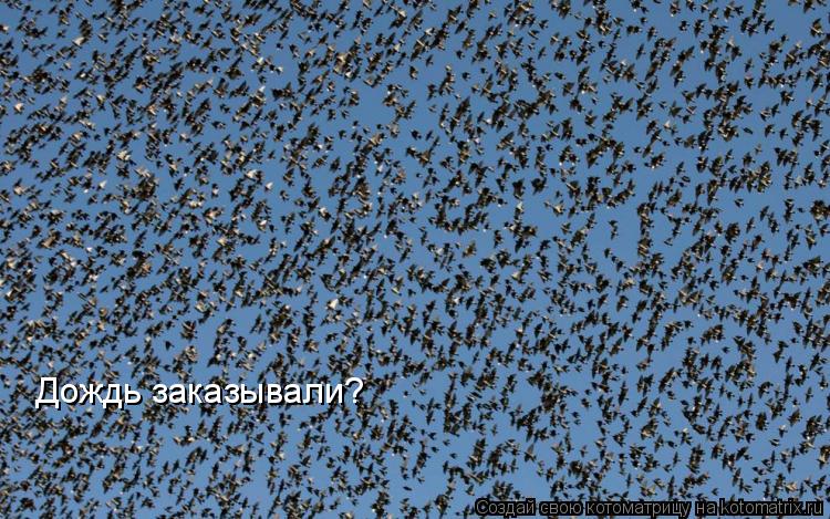 Дождь заказывали?... Котоматрица: Дождь заказывали?