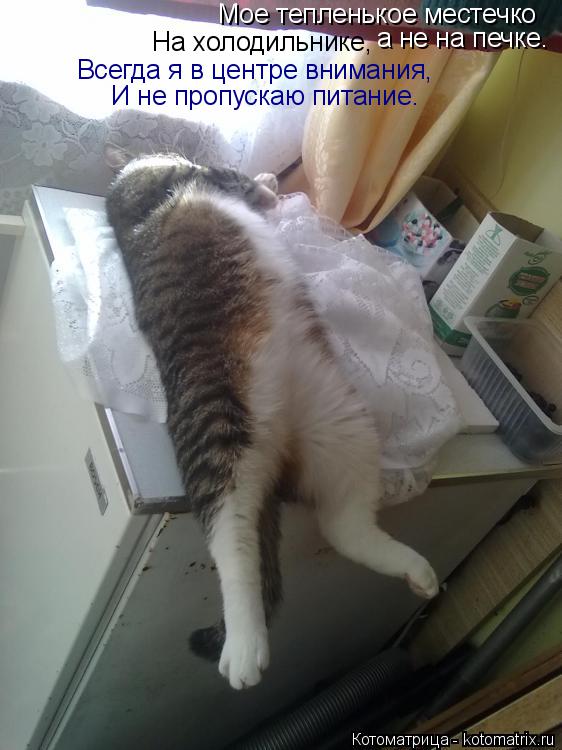 Мое тепленькое местечко а не на печке. На холодильнике, И не пропускаю питание. Всегда я в центре вни... Котоматрица: Мое тепленькое местечко а не на печке. На холодильнике, И не пропускаю питание. Всегда я в центре внимания,