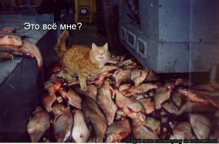 Это всё мне?... Котоматрица: Это всё мне?