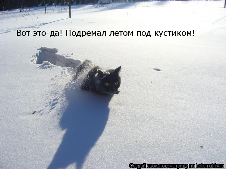 Вот это-да! Подремал летом под кустиком!... Котоматрица: Вот это-да! Подремал летом под кустиком!