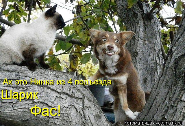 Ах это Нинка из 4 подъезда Шарик Фас!... Котоматрица: Ах это Нинка из 4 подъезда Шарик Фас!