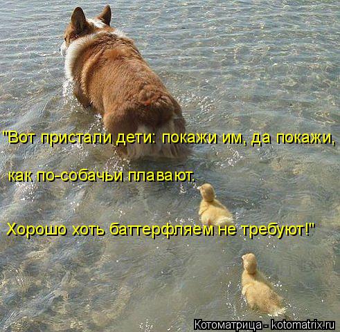 "Вот пристали дети: покажи им, да покажи, как по-собачьи плавают. Хорошо хоть баттерфляем не требую... Котоматрица: "Вот пристали дети: покажи им, да покажи, как по-собачьи плавают. Хорошо хоть баттерфляем не требуют!"