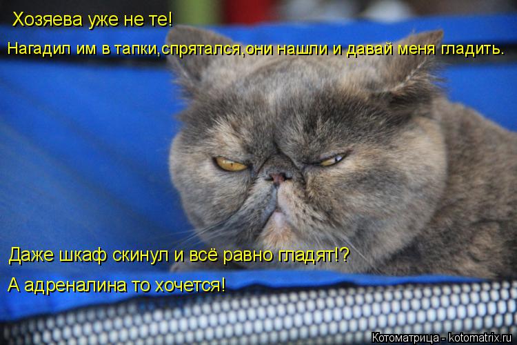 А адреналина то хочется! Хозяева уже не те! Нагадил им в тапки,спрятался,они нашли и давай меня глади... Котоматрица: А адреналина то хочется! Хозяева уже не те! Нагадил им в тапки,спрятался,они нашли и давай меня гладить. Даже шкаф скинул и всё равно гладят!?