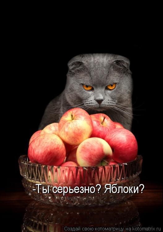 -Ты серьезно? Яблоки?... Котоматрица: -Ты серьезно? Яблоки?