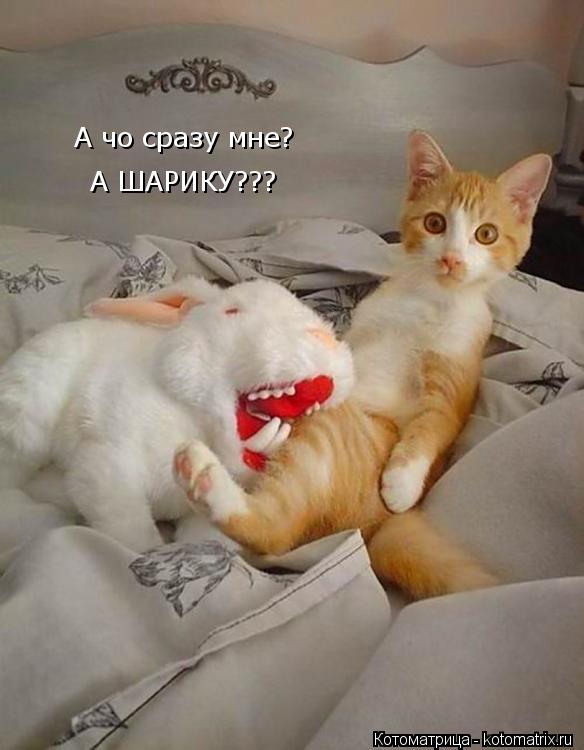 А чо сразу мне? А ШАРИКУ???... Котоматрица: А чо сразу мне? А ШАРИКУ???