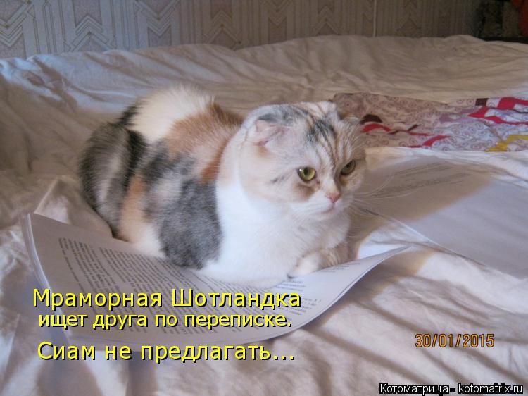 Мраморная Шотландка ищет друга по переписке. Сиам не предлагать...... Котоматрица: Мраморная Шотландка ищет друга по переписке. Сиам не предлагать...