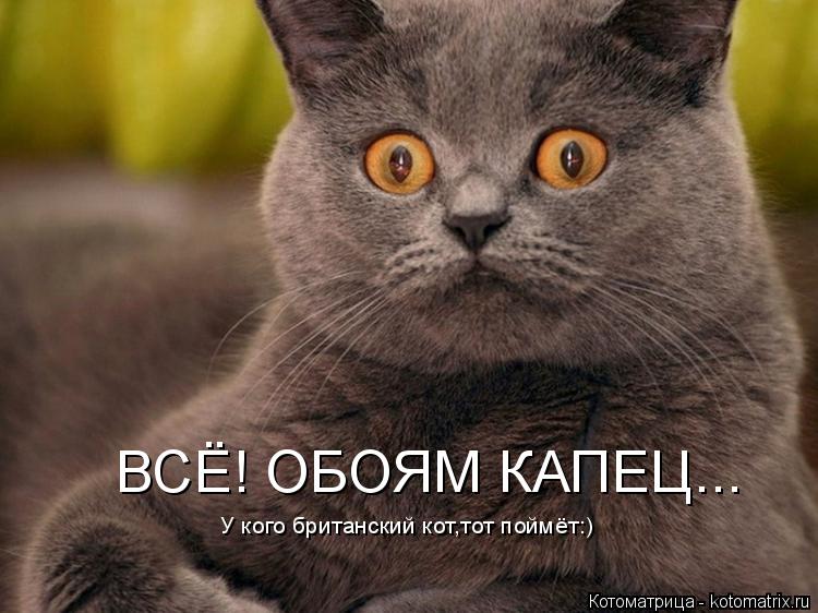 ВСЁ! ОБОЯМ КАПЕЦ... У кого британский кот,тот поймёт:)... Котоматрица: ВСЁ! ОБОЯМ КАПЕЦ... У кого британский кот,тот поймёт:)